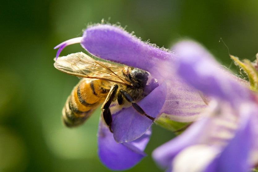 bee_NATURESAGE